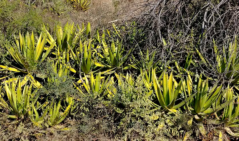 Mezcal Jabalí