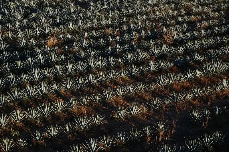 El Tequila en la Escultura