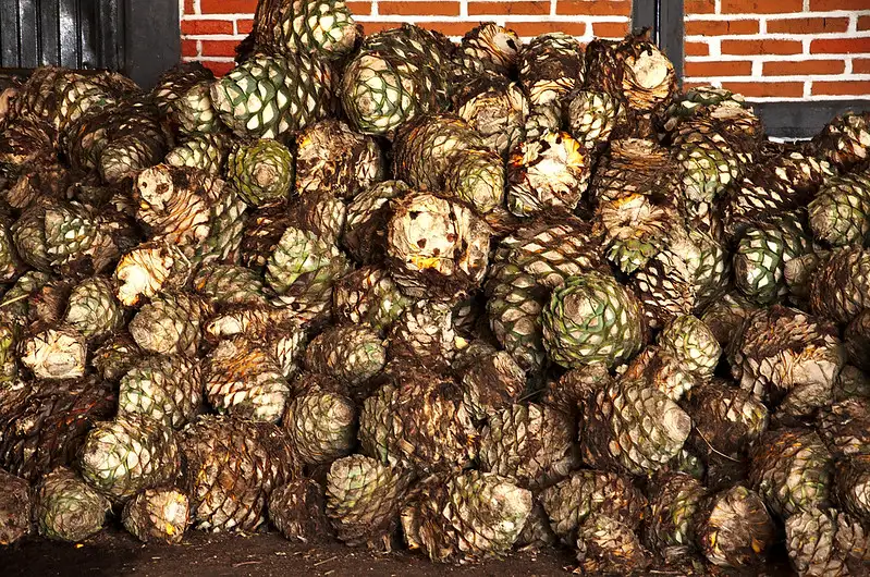 Analizando la Distribución de Tequila