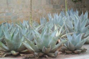 Agave