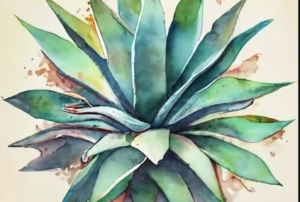 morfologia del agave