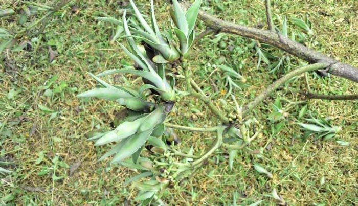 reproducción de los agaves