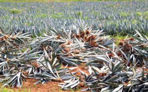 origen de los agaves