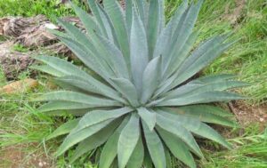 Especies de agave