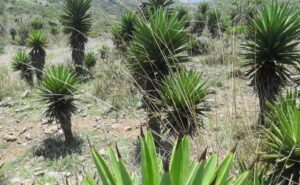 Distribución del Agave