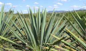 El Agave es un Guardián de la Biodiversidad, fomentando la diversidad de flora y fauna.