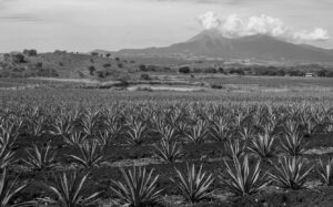 Agave y el Cambio Climático, una solución sostenible a nuestros desafíos medioambientales.