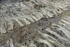 De Agave a Fibra, una planta multifuncional para textiles duraderos.