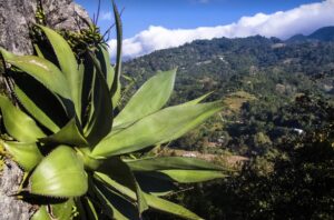 Sostenibilidad en el Cultivo del Agave: cuidado del medio ambiente para las generaciones futuras.