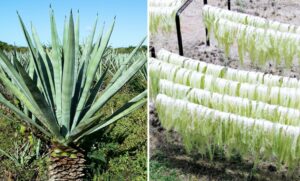 Revolución Verde liderada por el agave, una planta transformando nuestro futuro.