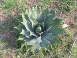 El Agave en la Agricultura Urbana, un recurso versátil para jardines urbanos y techos verdes.