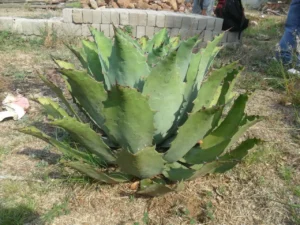 Agave y Bioplásticos, desarrollando materiales sostenibles y biodegradables para un futuro libre de plásticos.