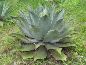 Agave y Energía Renovable, un potencial bioenergético que puede alimentar un futuro más sostenible.