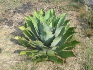 El Agave en la Medicina Tradicional, vital en la sanación y los remedios de las culturas ancestrales.