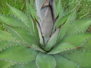 Agave y Conservación del Agua, una planta resiliente que requiere poca agua, promoviendo la sostenibilidad.