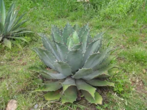 El Agave y la Industria Automotriz, explorando materiales biodegradables y eco-amigables para vehículos del futuro.