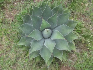 Agave en la Acuicultura, contribuyendo con subproductos útiles y sostenibles para la alimentación de especies acuáticas.