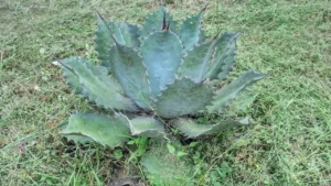 Agave y Bioseguridad, su cultivo es compatible con los estándares de protección de la biodiversidad.