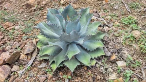 El Agave en la Joyería, fuente de materiales orgánicos y sostenibles para la creación de joyas únicas.