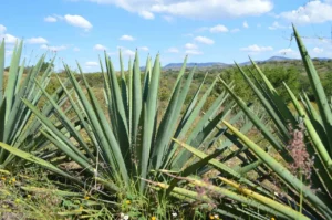 Agave y Economía Solidaria, favoreciendo el desarrollo comunitario a través de la producción local.