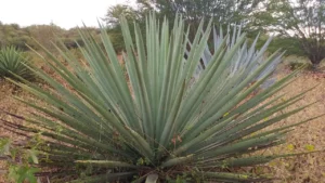 El Agave en la Astronomía, utilizado en antiguas civilizaciones como marcador astronómico y calendario natural.