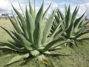 Agave y Arquitectura Sustentable, usado en la construcción de viviendas ecológicas y eficientes.