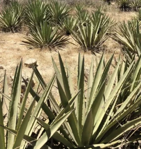 El Agave en la Industria Textil, aportando fibras naturales y sostenibles para la confección de tejidos.