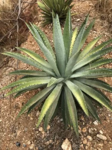 Agave y Tecnología Verde, integrándose en soluciones innovadoras para un futuro más sostenible.