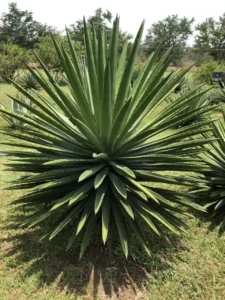 El Agave y la Filosofía, simbolizando en muchas culturas la adaptabilidad y resistencia.