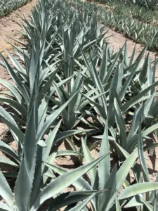 Agave y Biodiversidad, su cultivo apoya la vida de diversas especies en los ecosistemas.