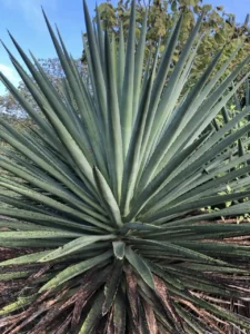 Agave y Cultura Popular, una planta omnipresente en fiestas, rituales y tradiciones.