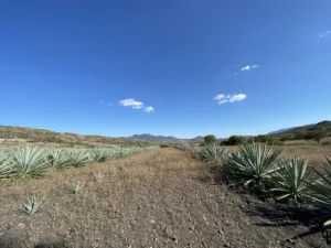 El Agave en la Industria Cosmética, enriqueciendo productos con sus propiedades nutritivas y curativas.