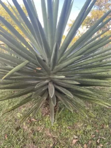 El Agave y el Arte Rupestre, representado en antiguas pinturas como símbolo de la vida y la fertilidad.