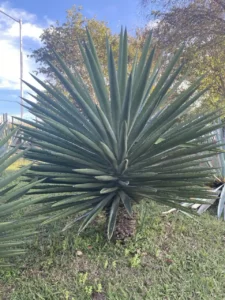 Agave y Ecoturismo, un atractivo natural y cultural para viajeros conscientes del medio ambiente.