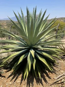 El Agave en la Gastronomía, protagonista en la cocina mexicana y fuente de sabores inigualables.