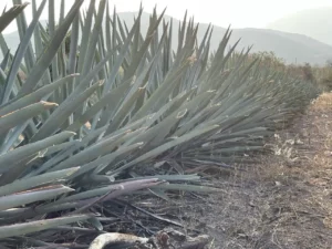 Agave y Derechos Indígenas, en defensa de su uso y manejo ancestral frente a la explotación industrial.