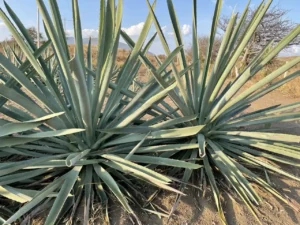 El Agave y la Mitología, central en las historias de creación y rituales de culturas prehispánicas.