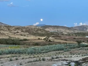 Agave y Polinización, su floración atrae a una gran diversidad de polinizadores contribuyendo a la biodiversidad.