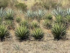 Agave y Medicina Tradicional, una fuente importante de remedios naturales en culturas indígenas.