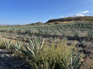 El Agave y la Música, inspirando canciones y melodías que celebran su papel en la cultura.