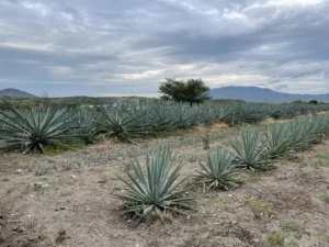 Agave y Conservación de Suelos, una aliada en la lucha contra la erosión y la desertificación.