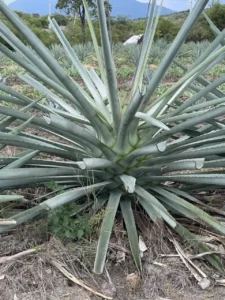 Agave y Energías Renovables, una fuente prometedora para la producción de biocombustibles sostenibles.