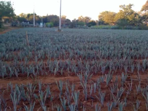 El Agave en la Producción de Papel, sus fibras pueden ser usadas para hacer papel de manera sostenible.