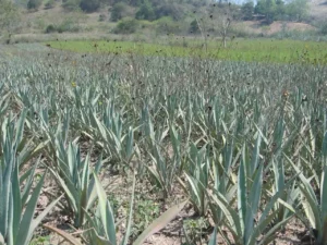 El Agave y el Diseño de Interiores, utilizado para aportar un toque natural y exótico a los espacios.