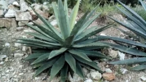 Agave y Producción de Bioplásticos, innovando en la creación de materiales ecológicos para un futuro sostenible.