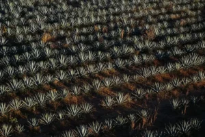 Historia del Tequila: una aventura a través de siglos de destilación, cultura y sabor.