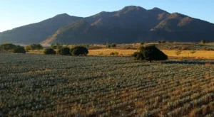 Tequila Blanco: puro y sin envejecer, el sabor auténtico del agave en su forma más vibrante.