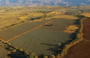 Tequila y Arte: cuando la creatividad se mezcla con el tequila, nace una obra maestra.