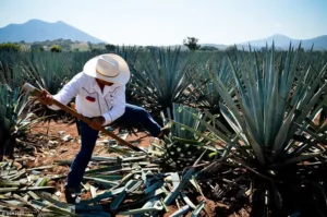 Tequila Orgánico: una opción sostenible para disfrutar de nuestro tequila sin comprometer el planeta.