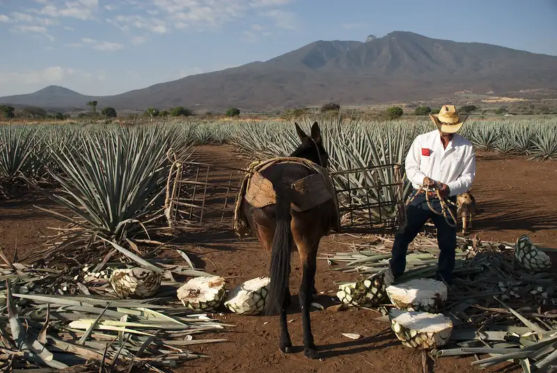 Tequila y Medio Ambiente: la sustentabilidad en cada paso del proceso de producción del tequila.